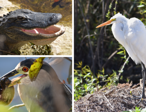 Big Cypress National Preserve: Where to see wildlife easily