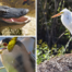 Big Cypress National Preserve