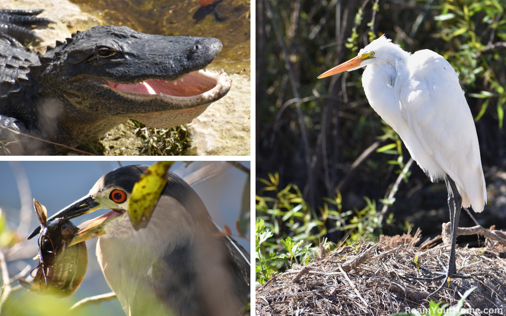 Big Cypress National Preserve