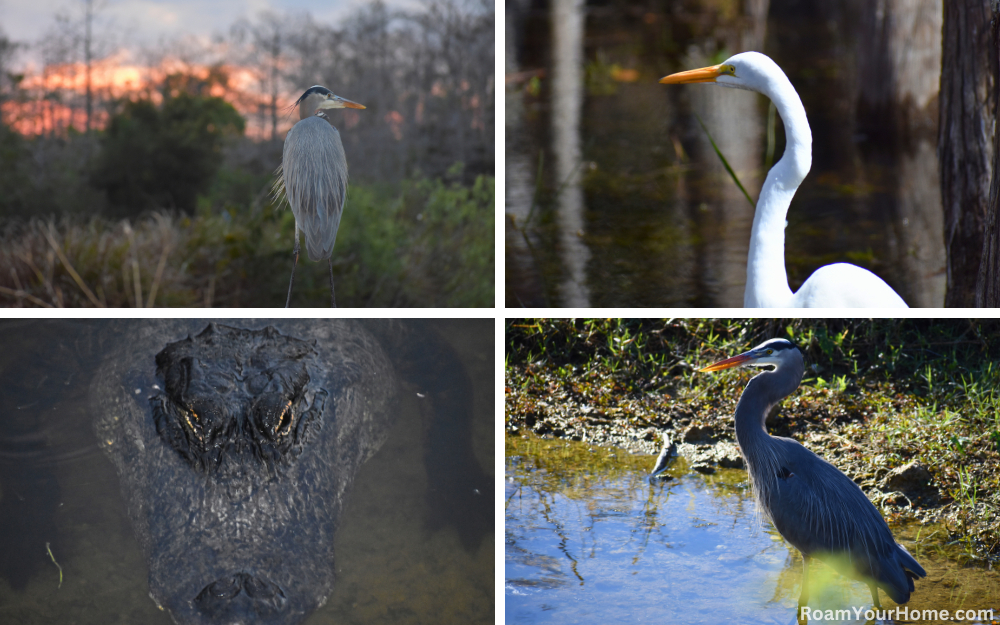 Big Cypress National Preserve