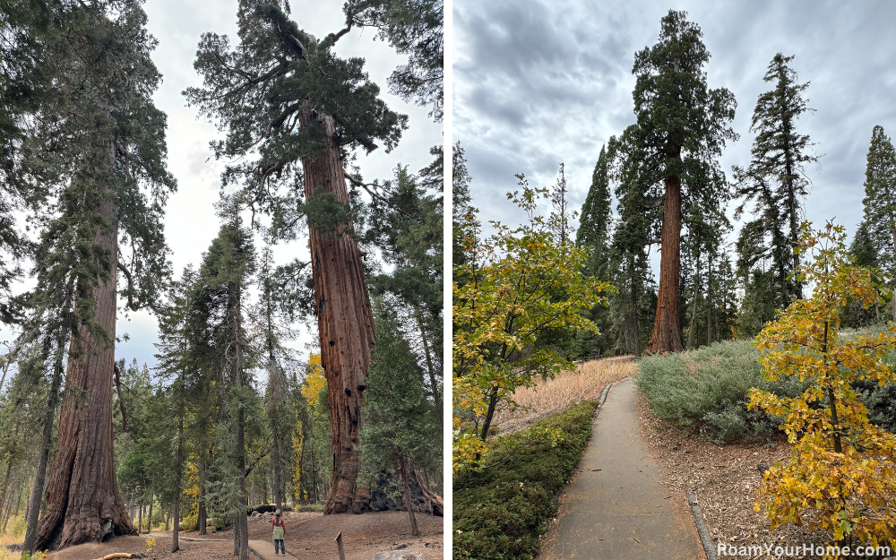 Hiking the Trail of 100 Giants in Sequoia National Monument