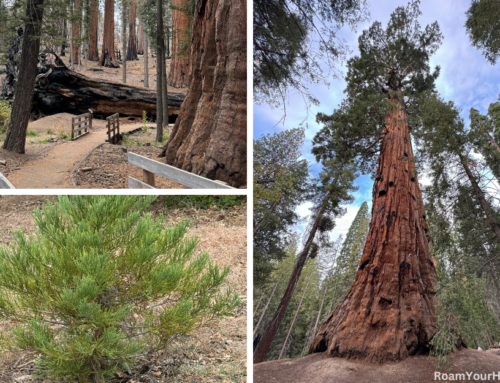 Trail of 100 Giants in Sequoia National Monument